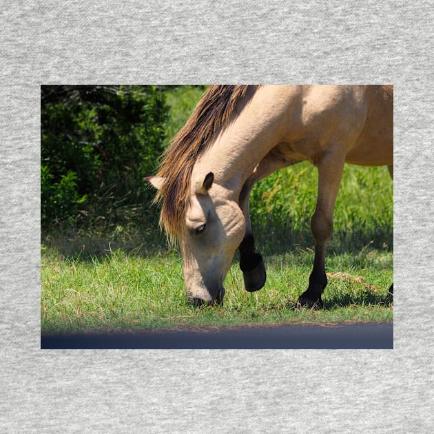 Buckskin Colored Assateague Pony by Swartwout